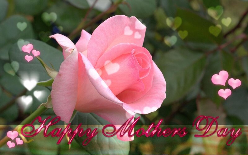 Pink rose for Mother's Day