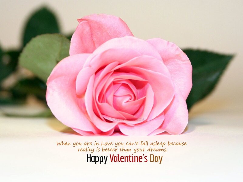 Pink rose for Valentine's Day
