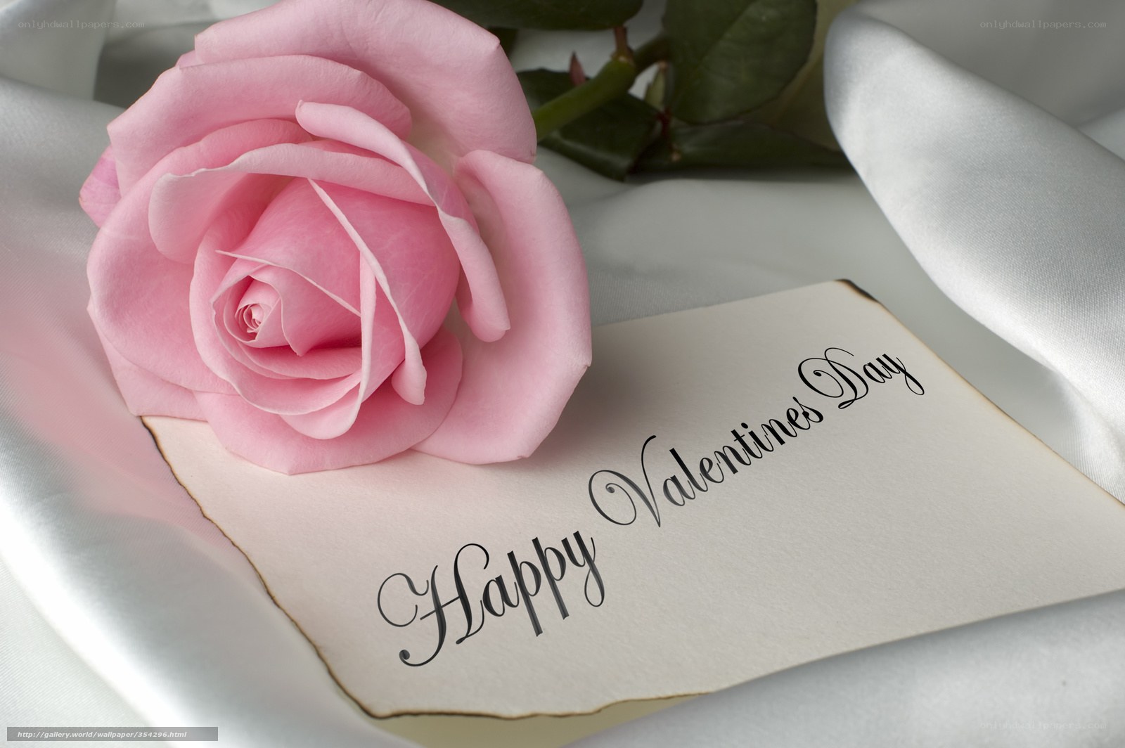 Pink rose for Valentine's Day