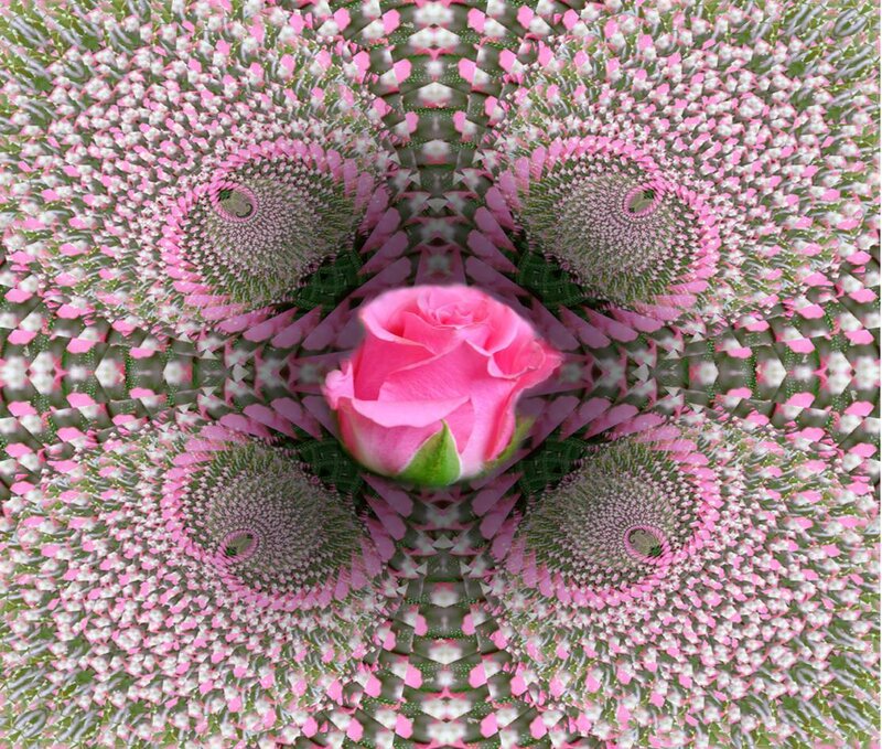 Pink rose fractal pattern