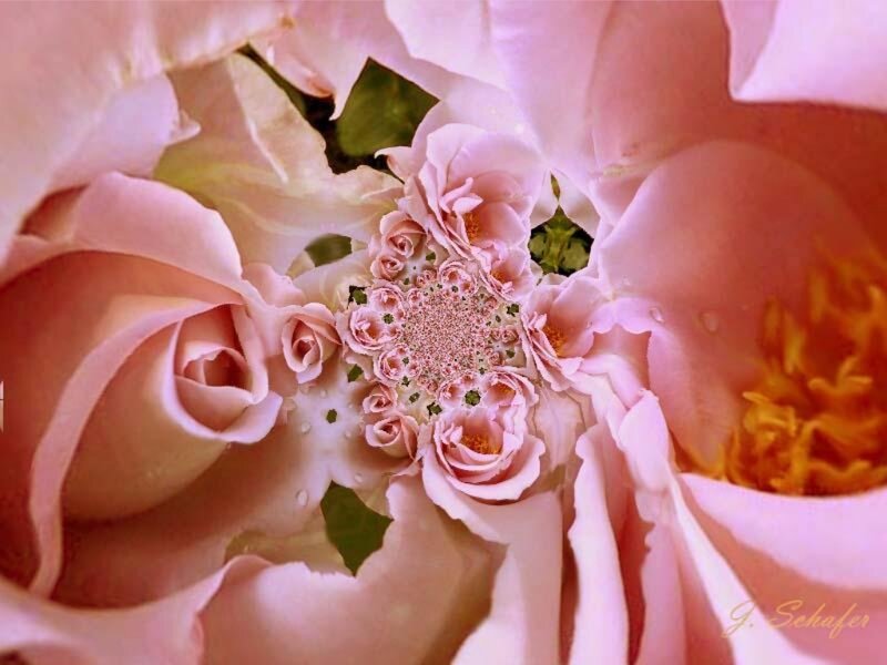 Pink Rose Fractal