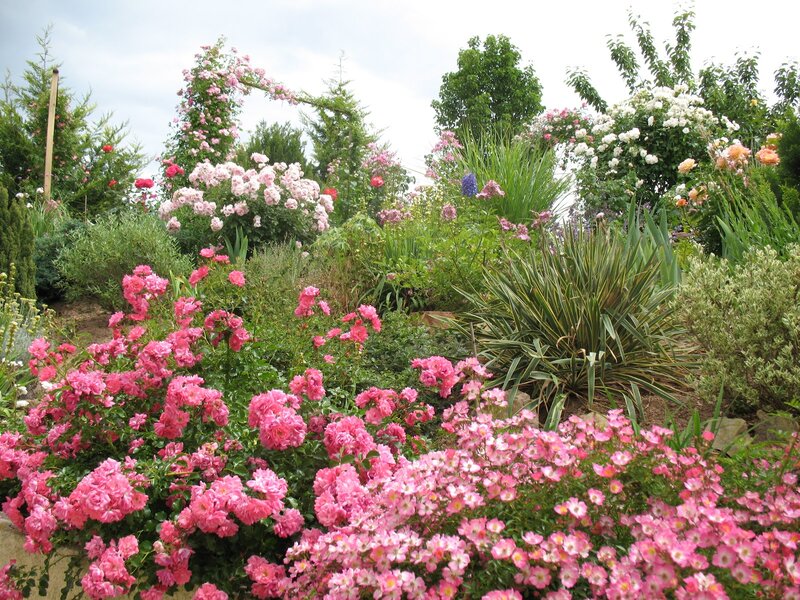Pink Rose Garden