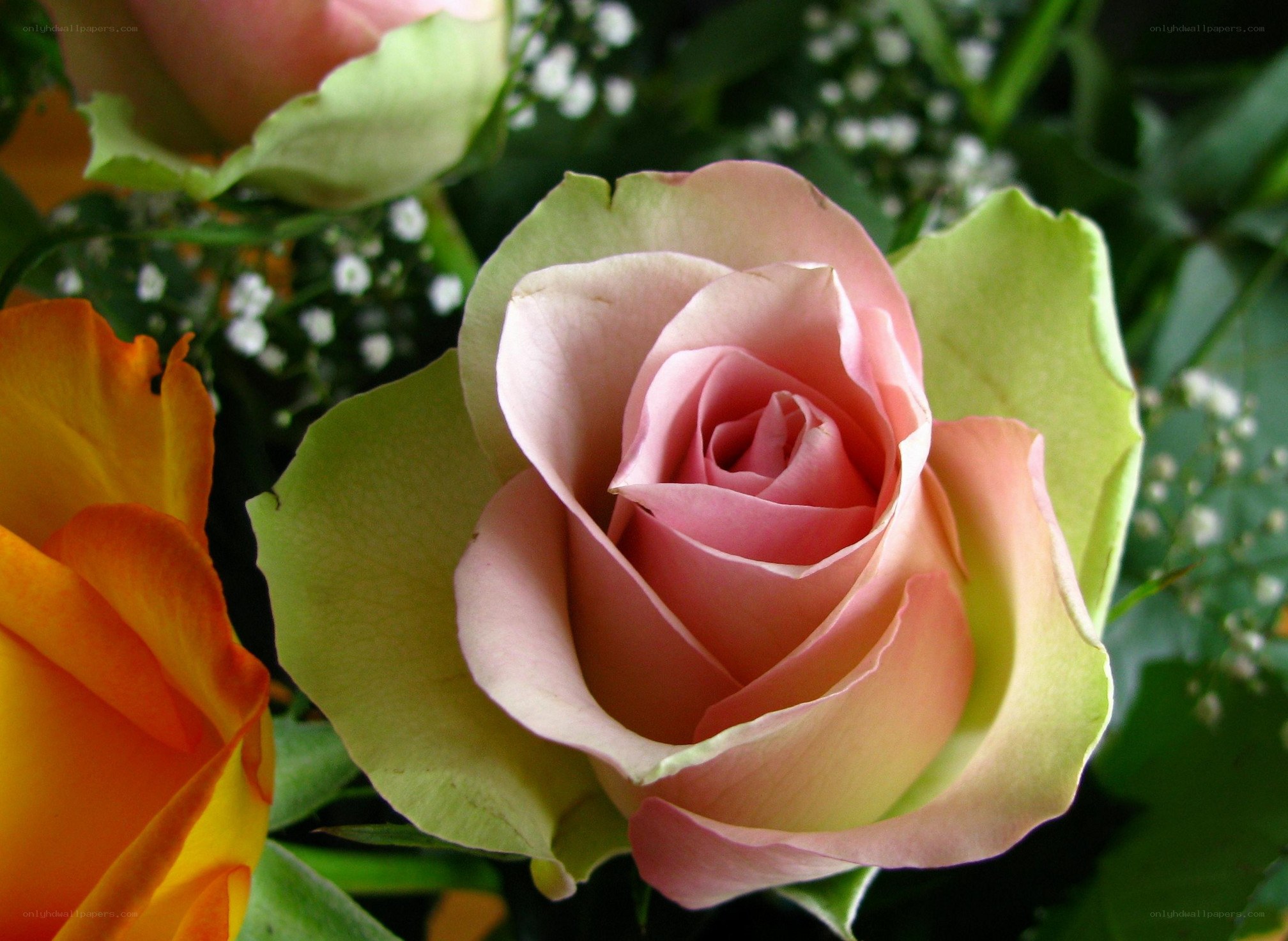 Pink rose in a bouquet