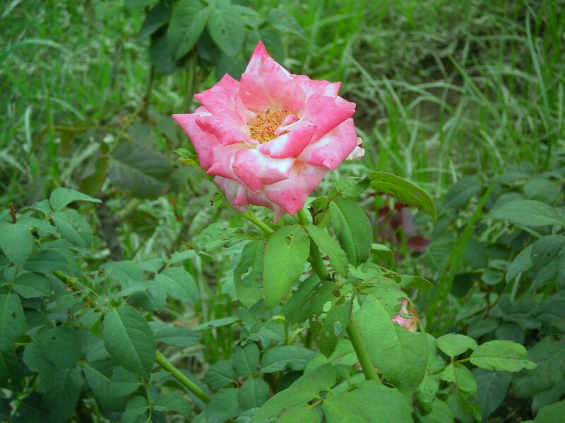 Pink rose in a garden
