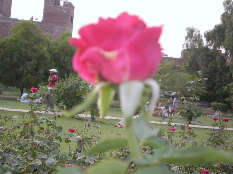 Pink rose in a park
