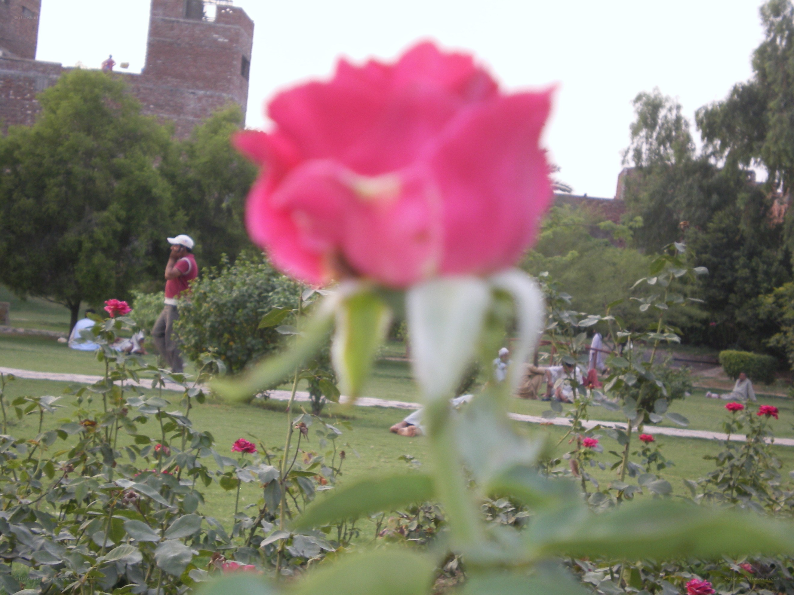 Pink rose in a park