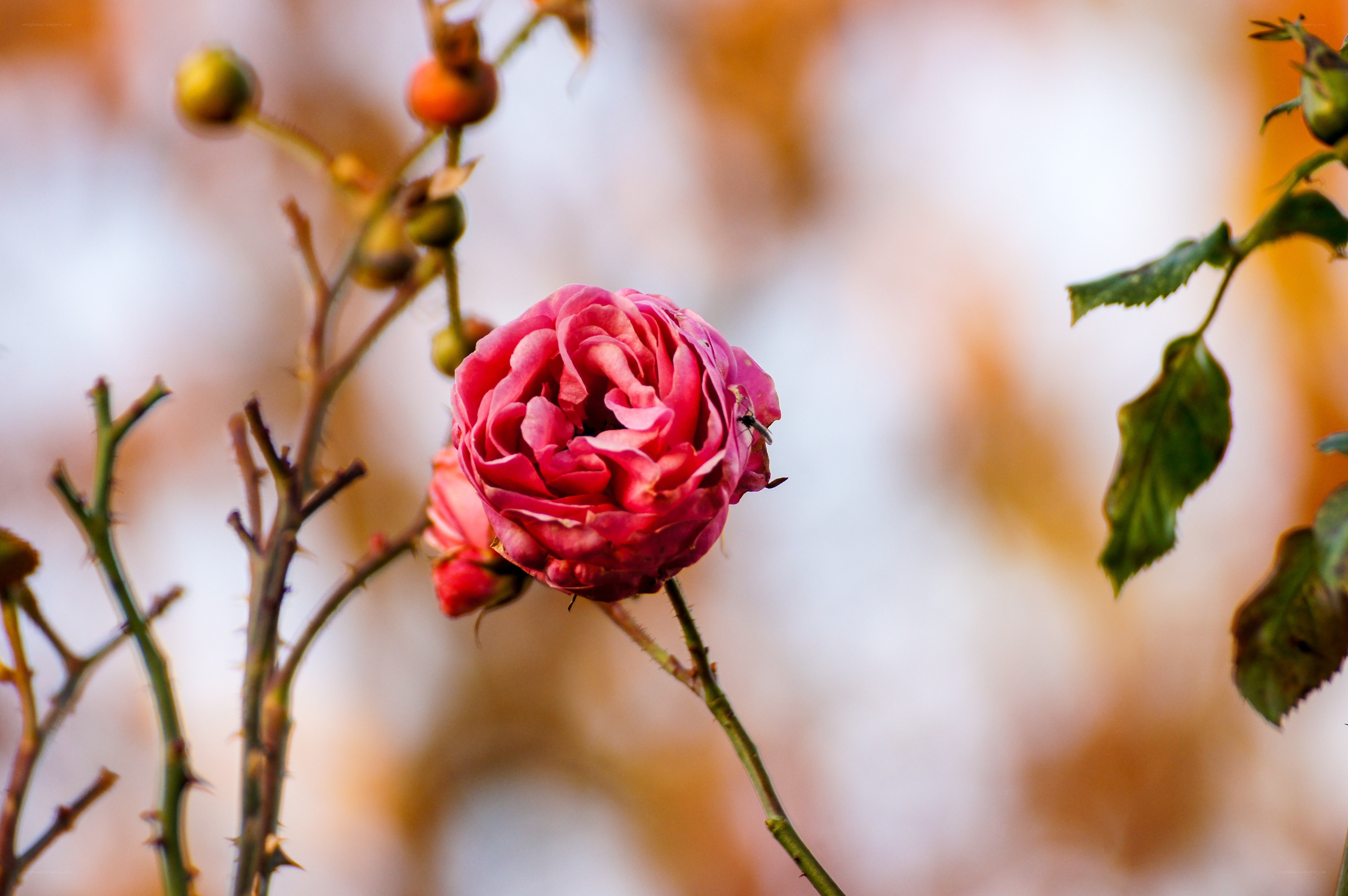 Pink rose in autumn light