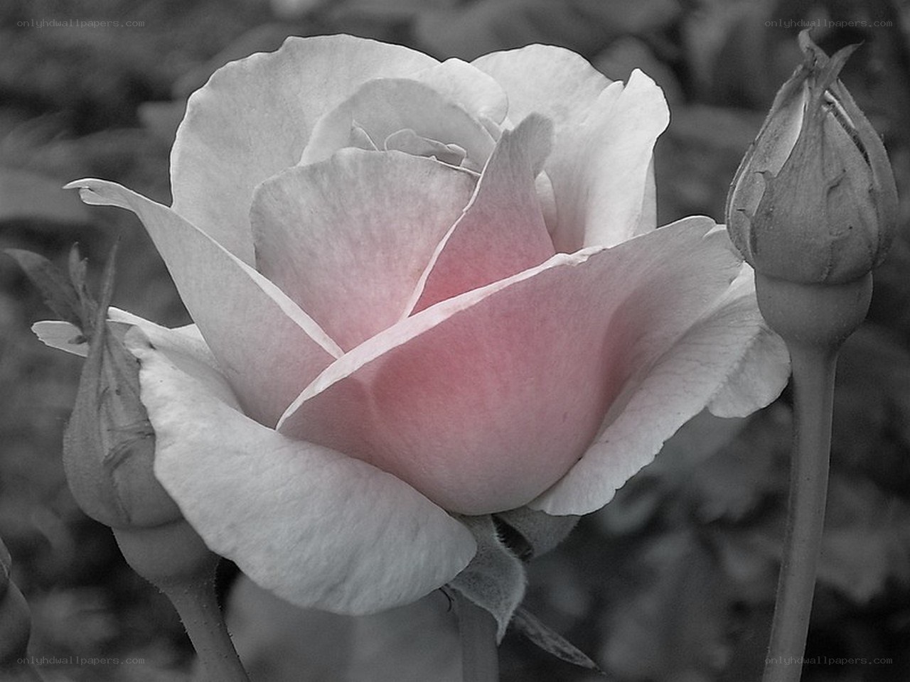 Pink rose in black and white