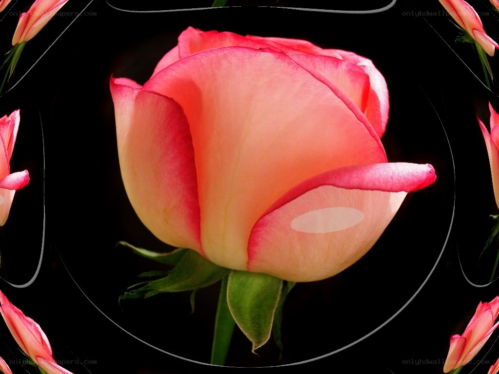 Pink rose in black background