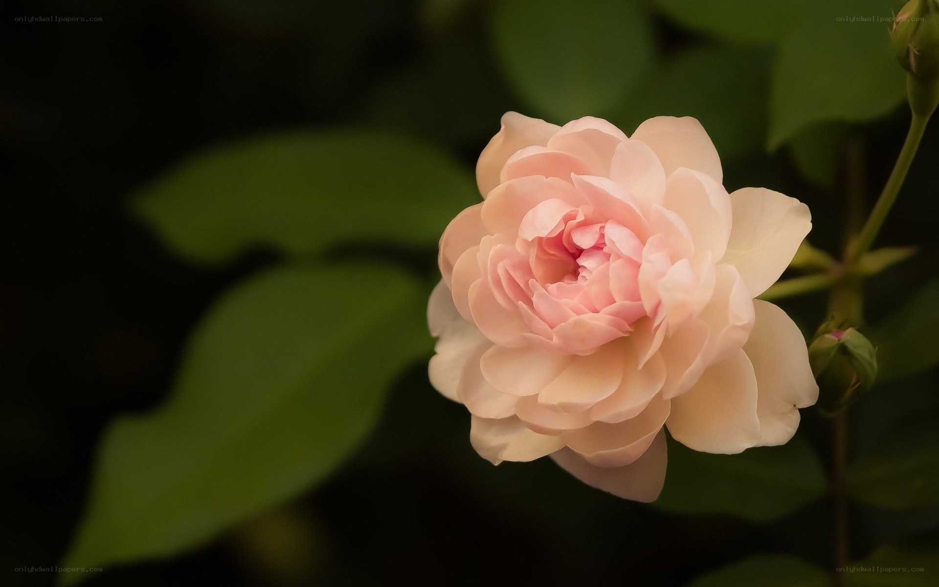 Pink rose in bloom