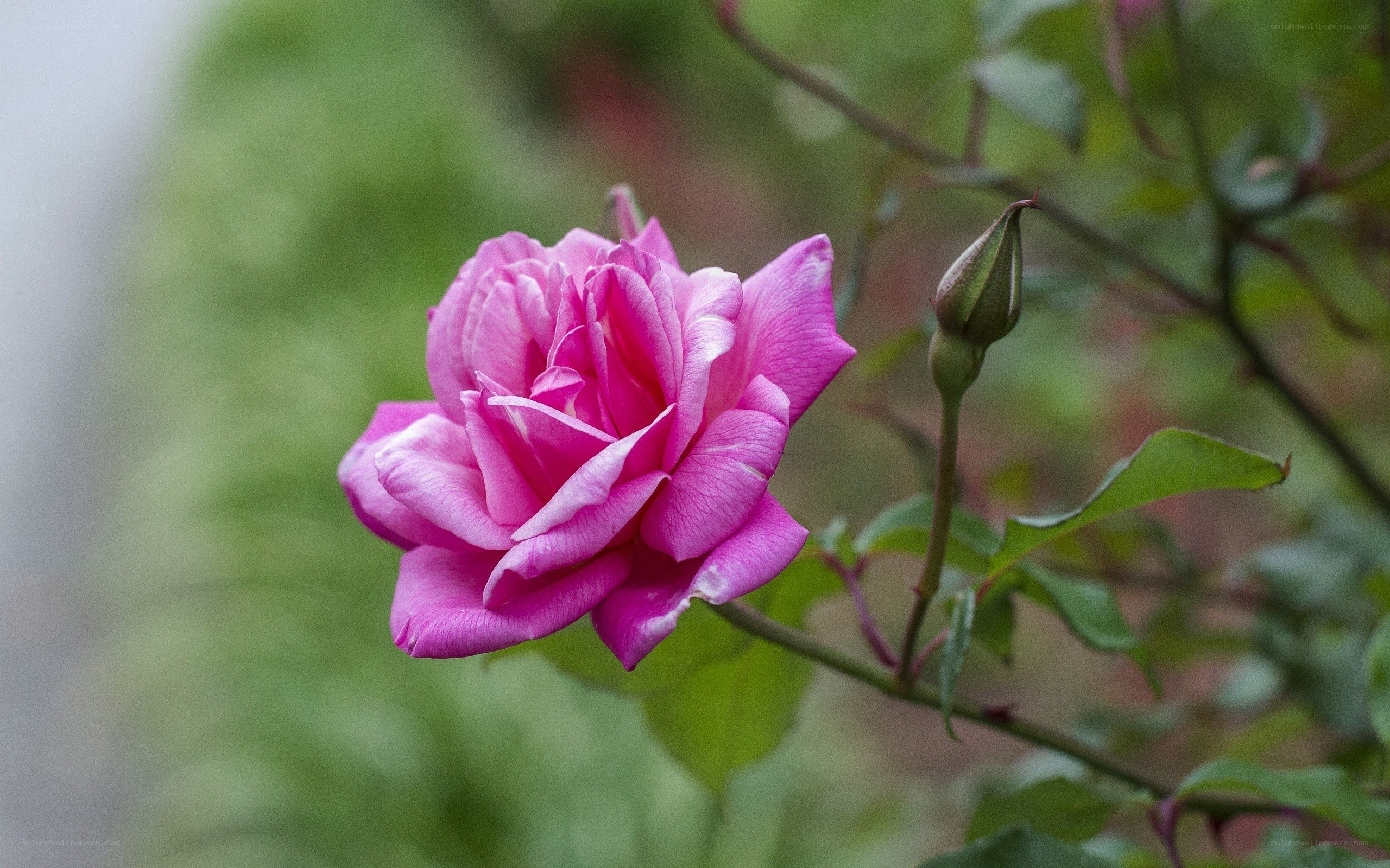 Pink rose in bloom