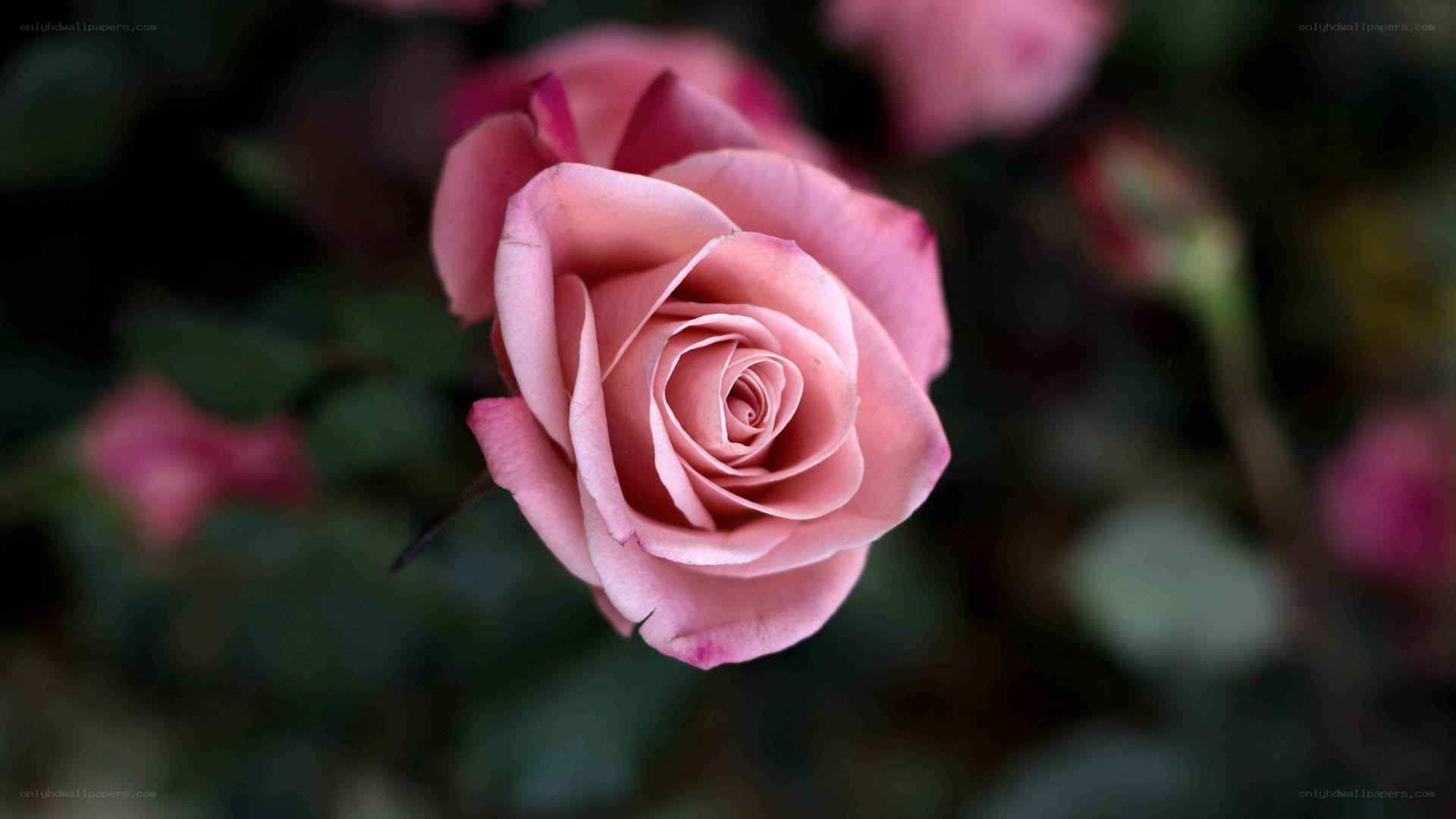 Pink rose in bloom