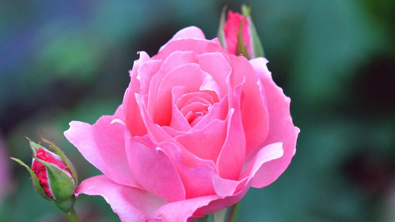 Pink rose in bloom