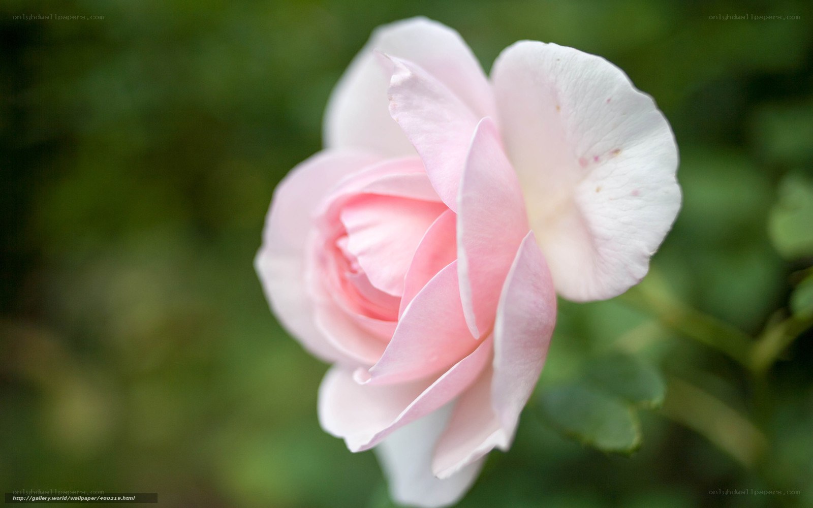 Pink rose in bloom