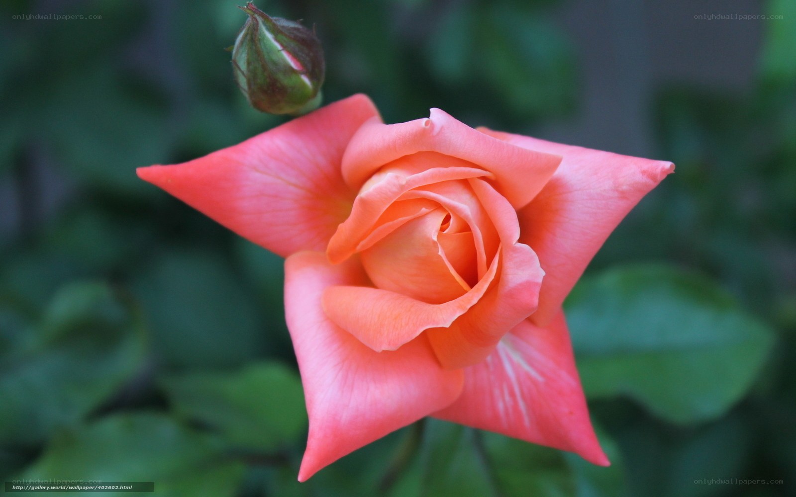 Pink rose in bloom