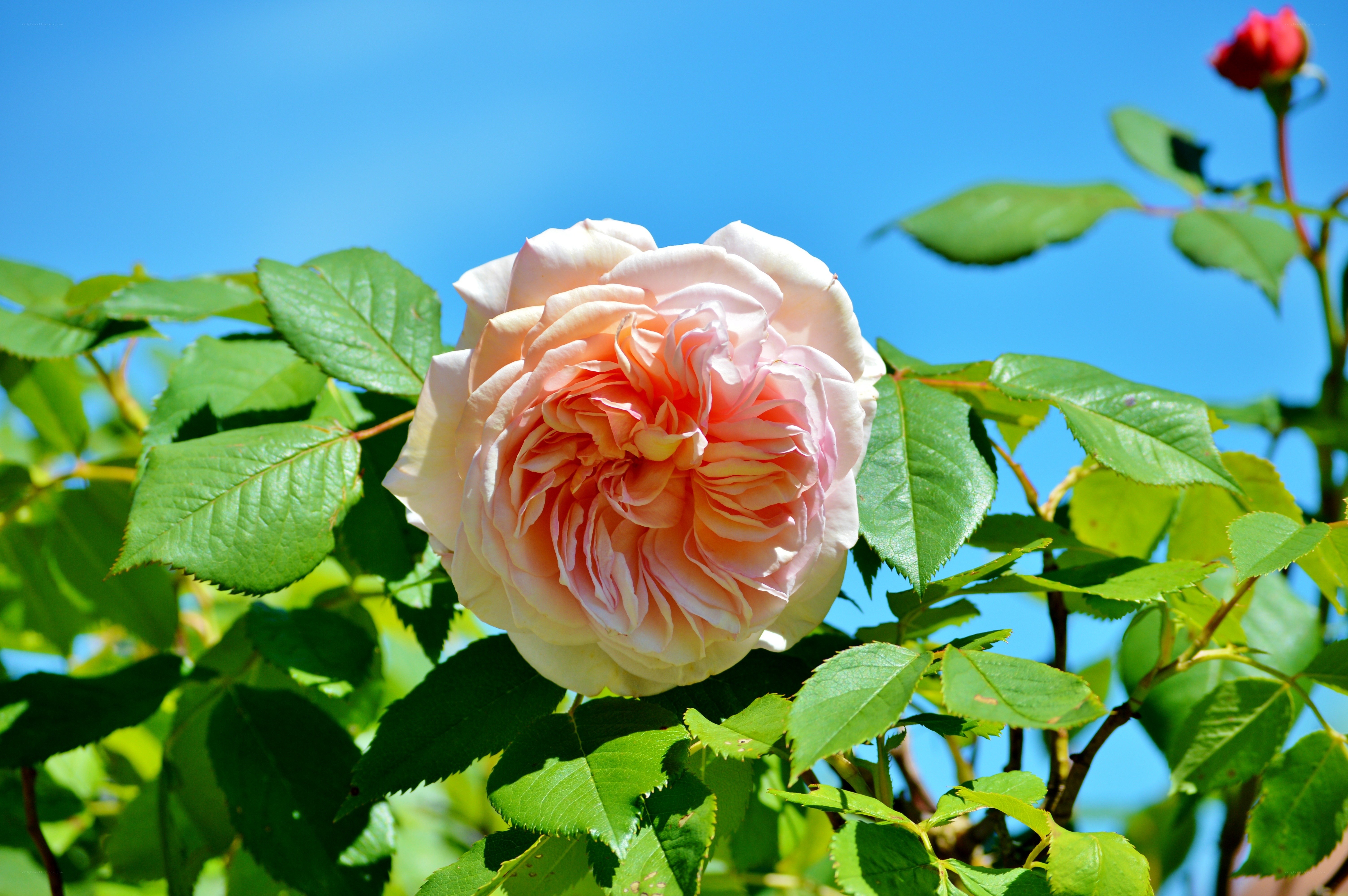 Pink rose in bloom