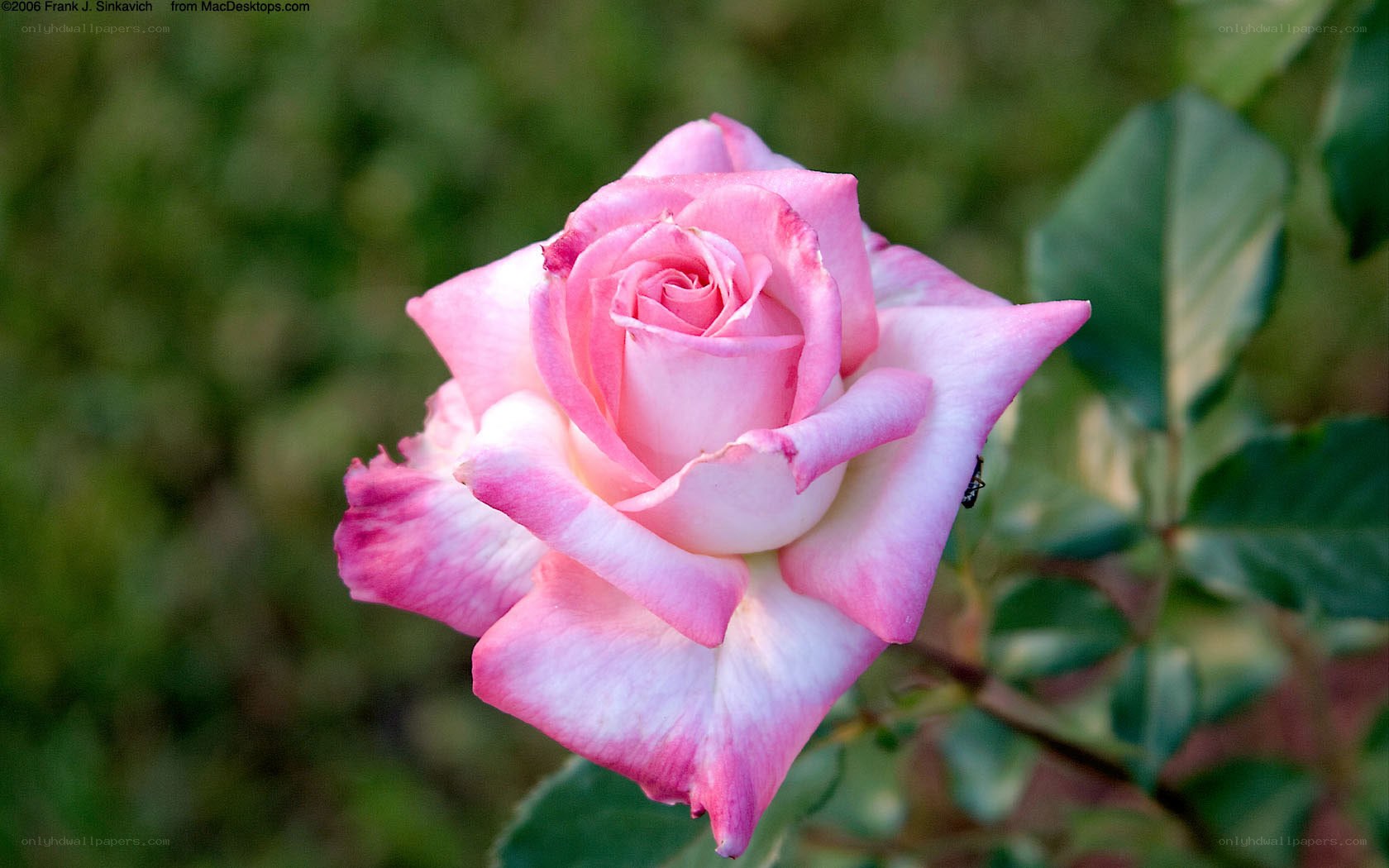 Pink rose in bloom
