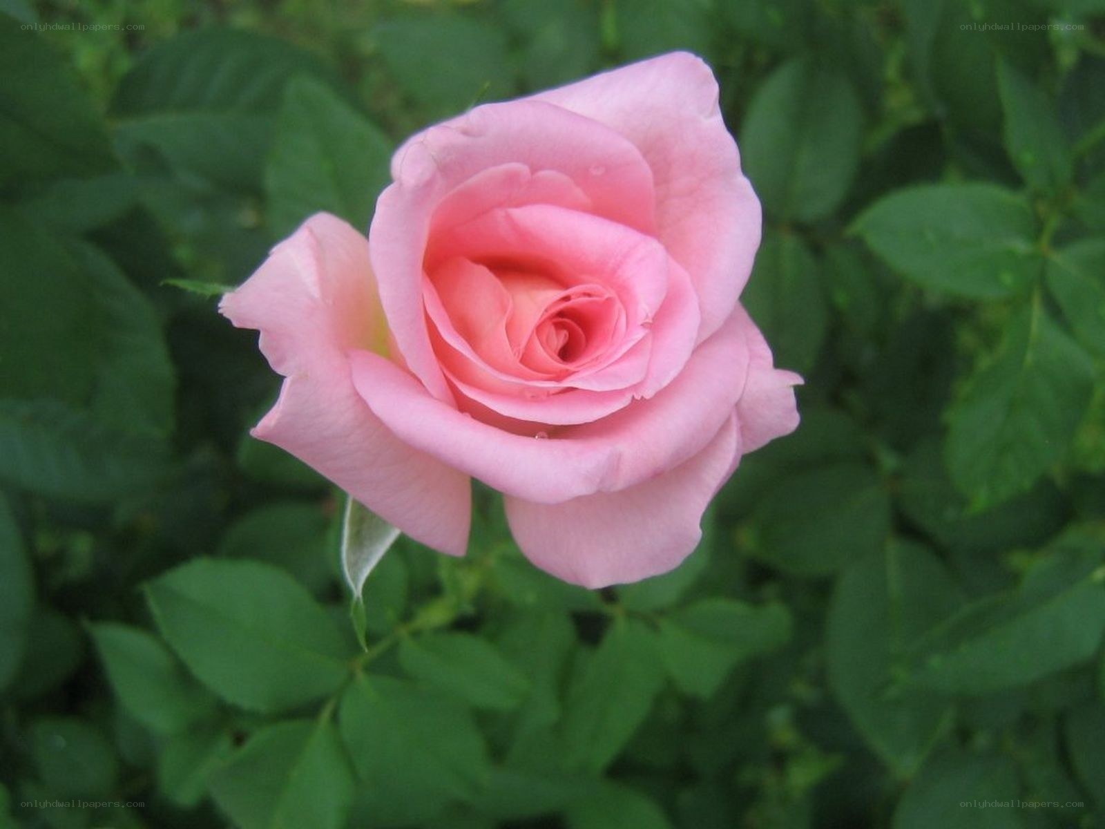 Pink rose in bloom