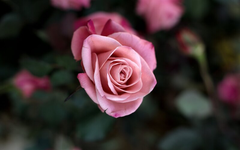 Pink rose in bloom