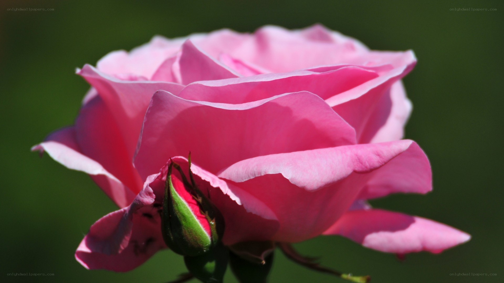 Pink rose in bloom