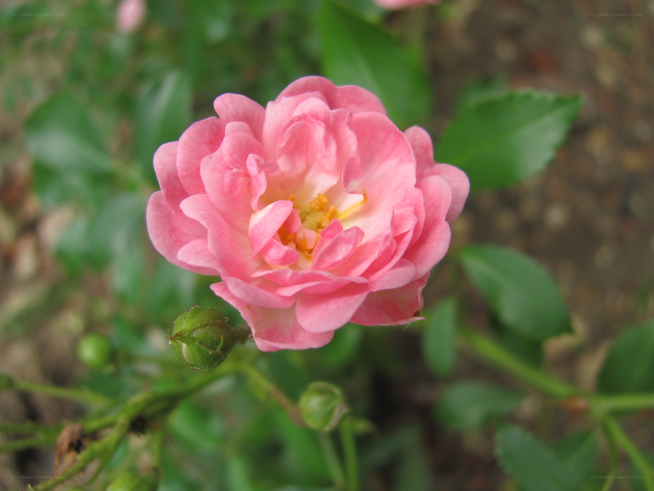 Pink rose in bloom