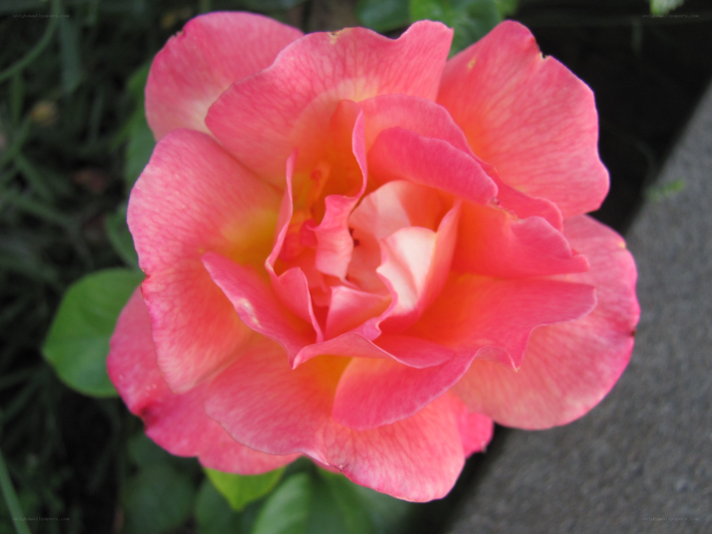 pink rose in bloom