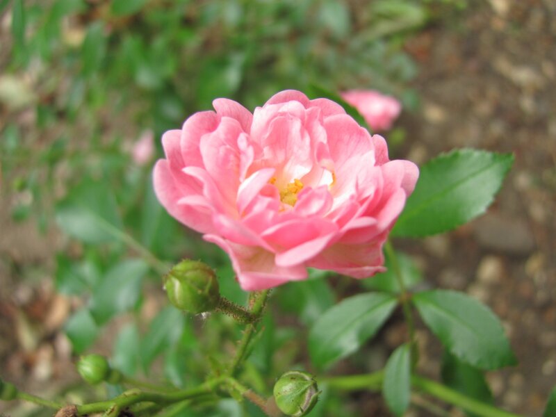 Pink rose in bloom