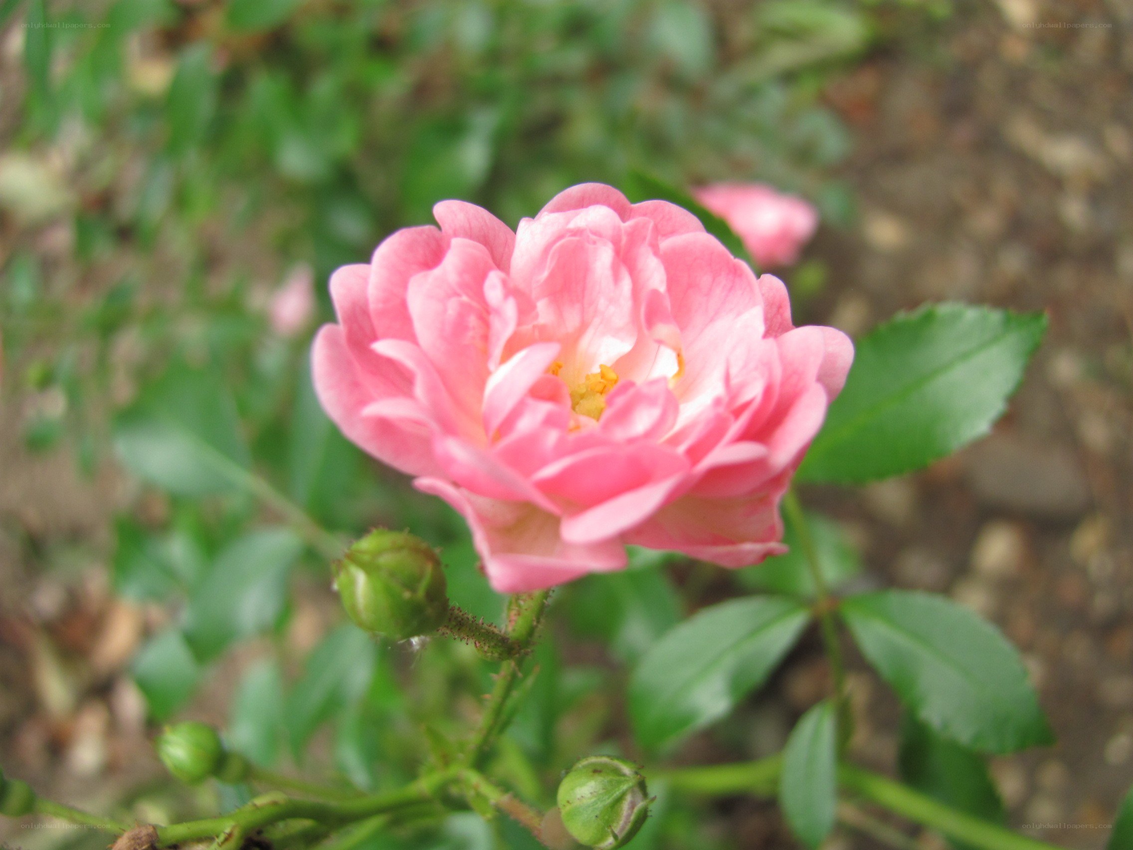 Pink rose in bloom