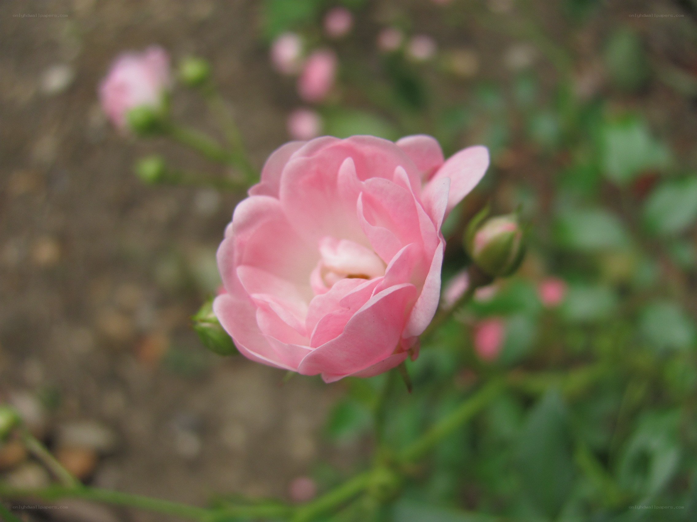 Pink rose in bloom