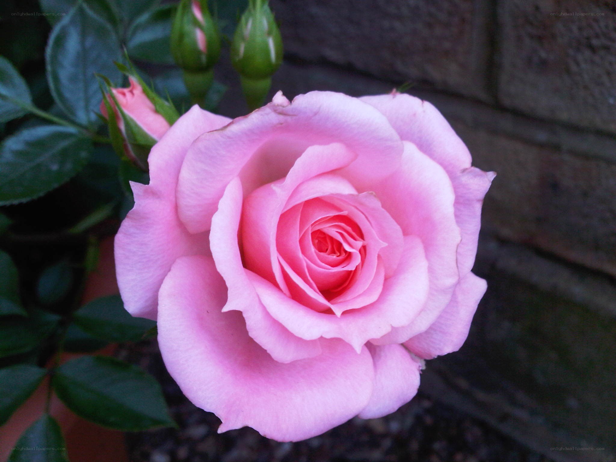 Pink rose in bloom