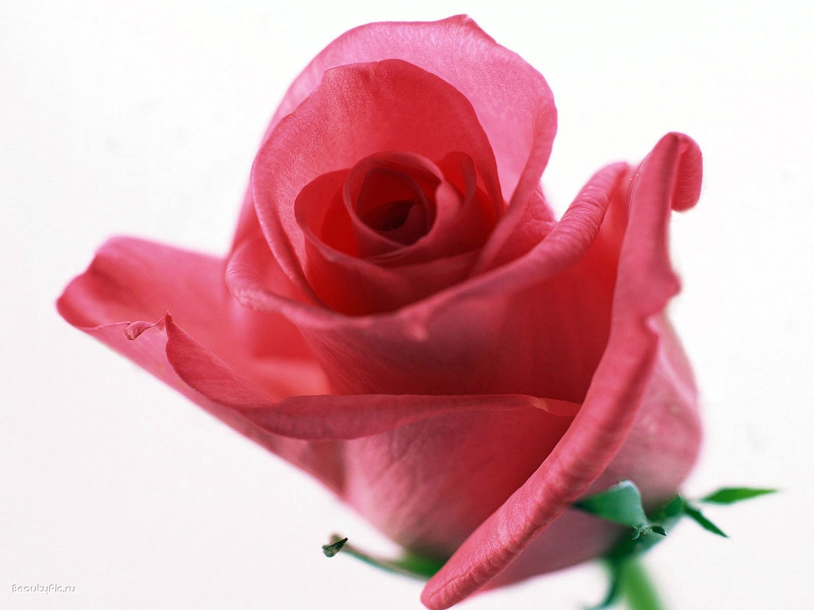 Pink rose in bloom