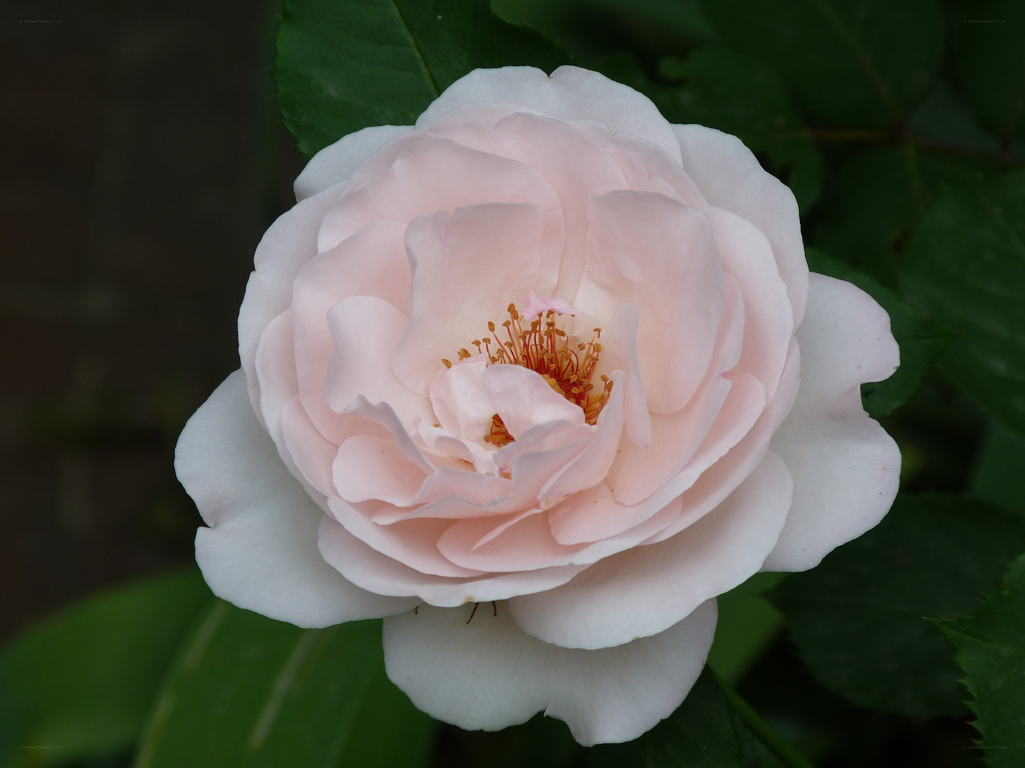 Pink rose in bloom