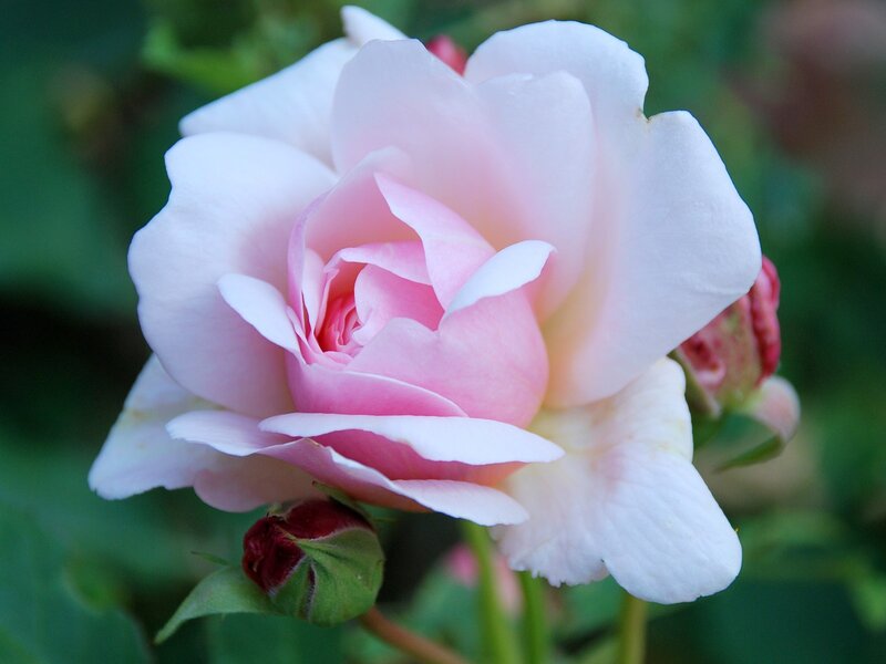Pink rose in bloom