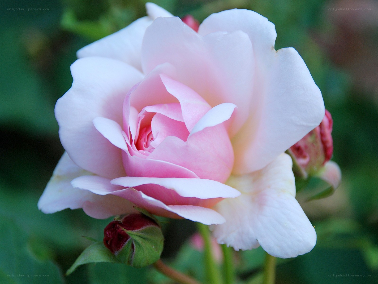 Pink rose in bloom