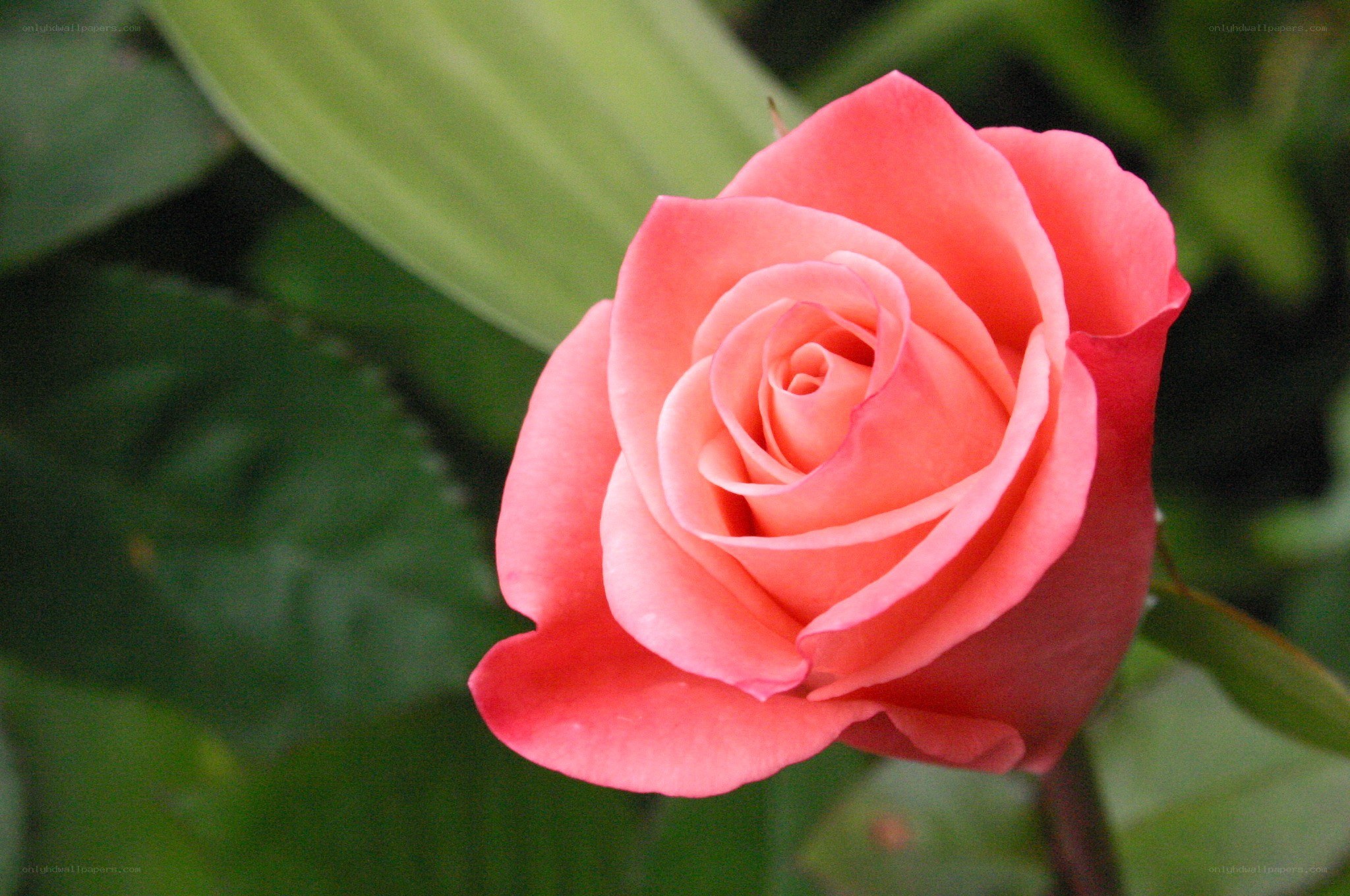 Pink rose in bloom