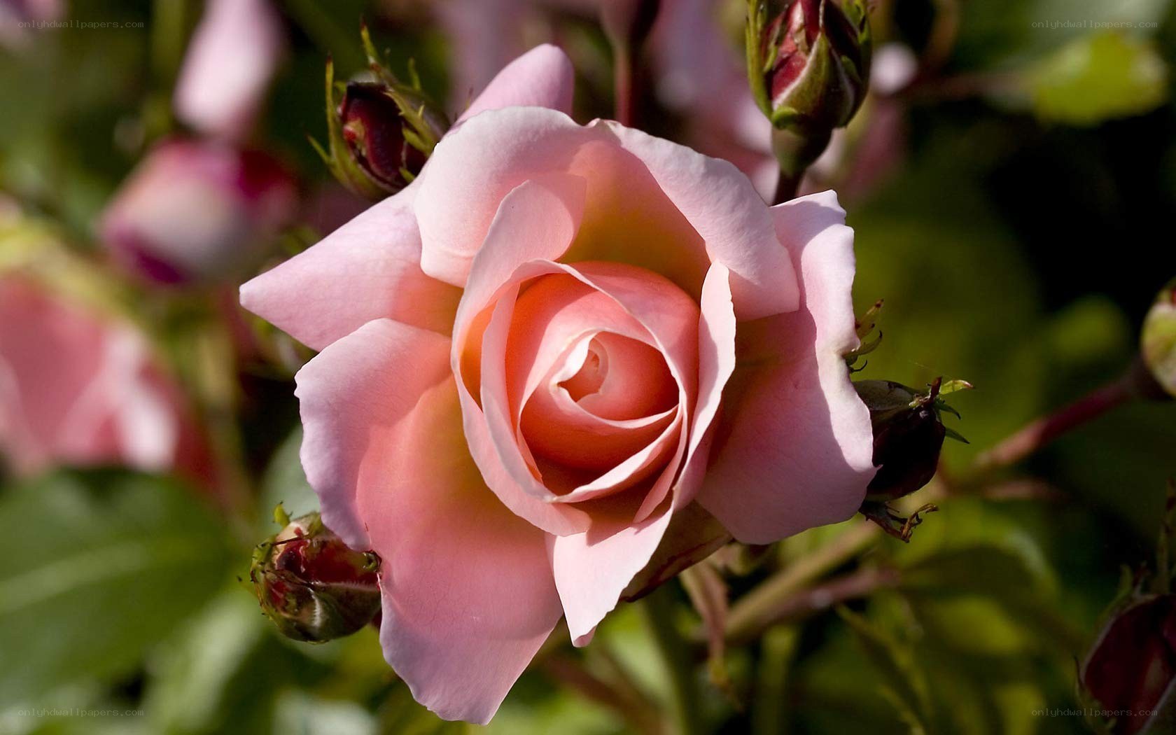 Pink rose in bloom
