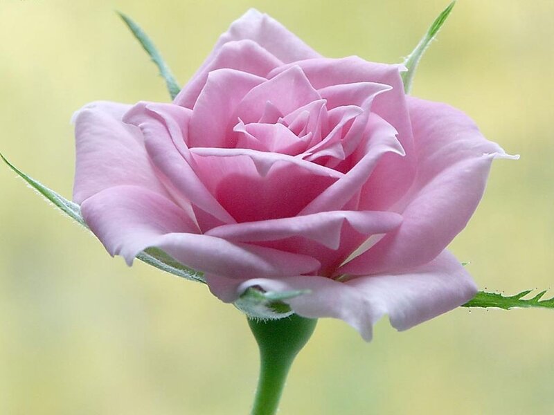 Pink rose in bloom