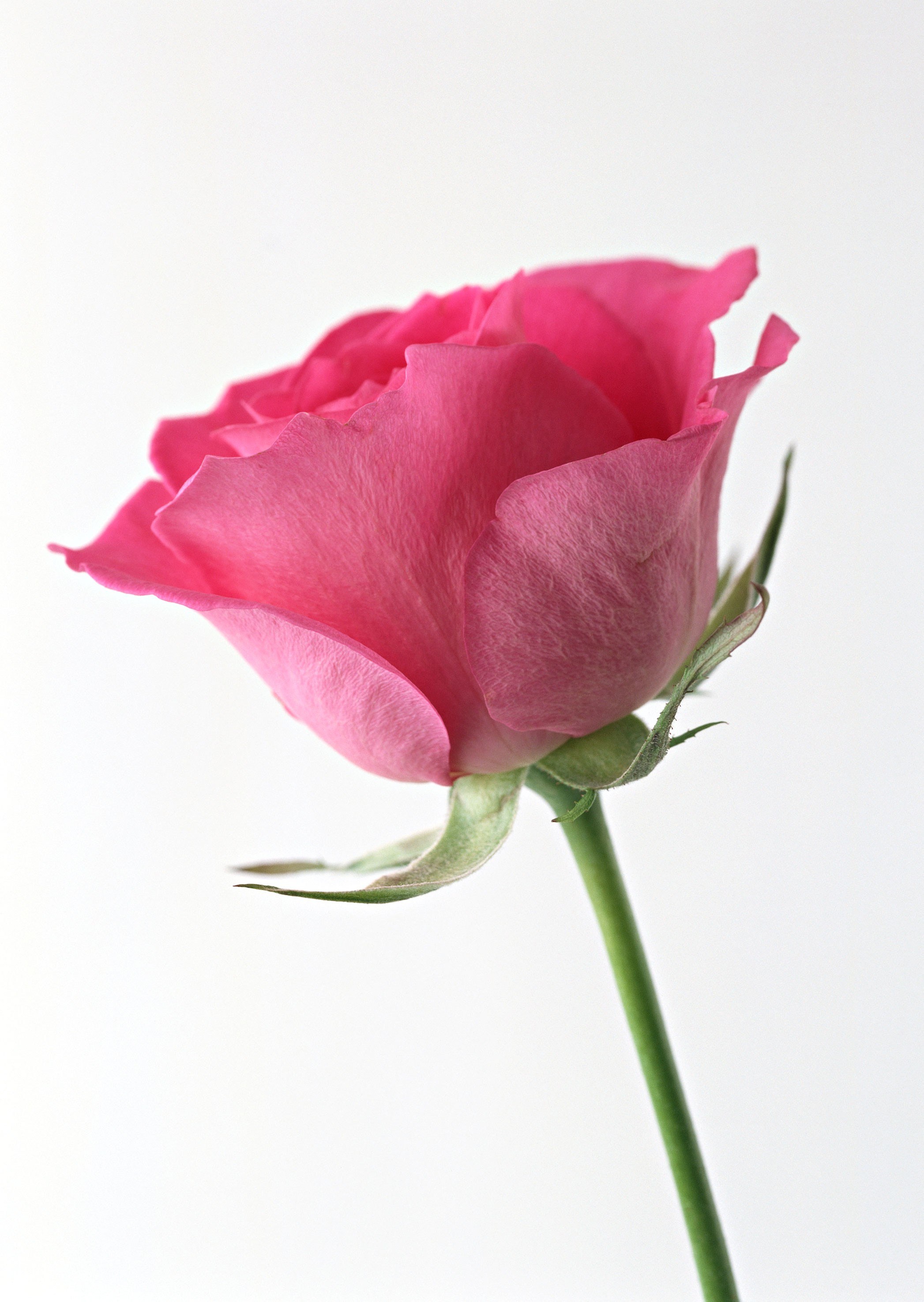 Pink rose in bloom