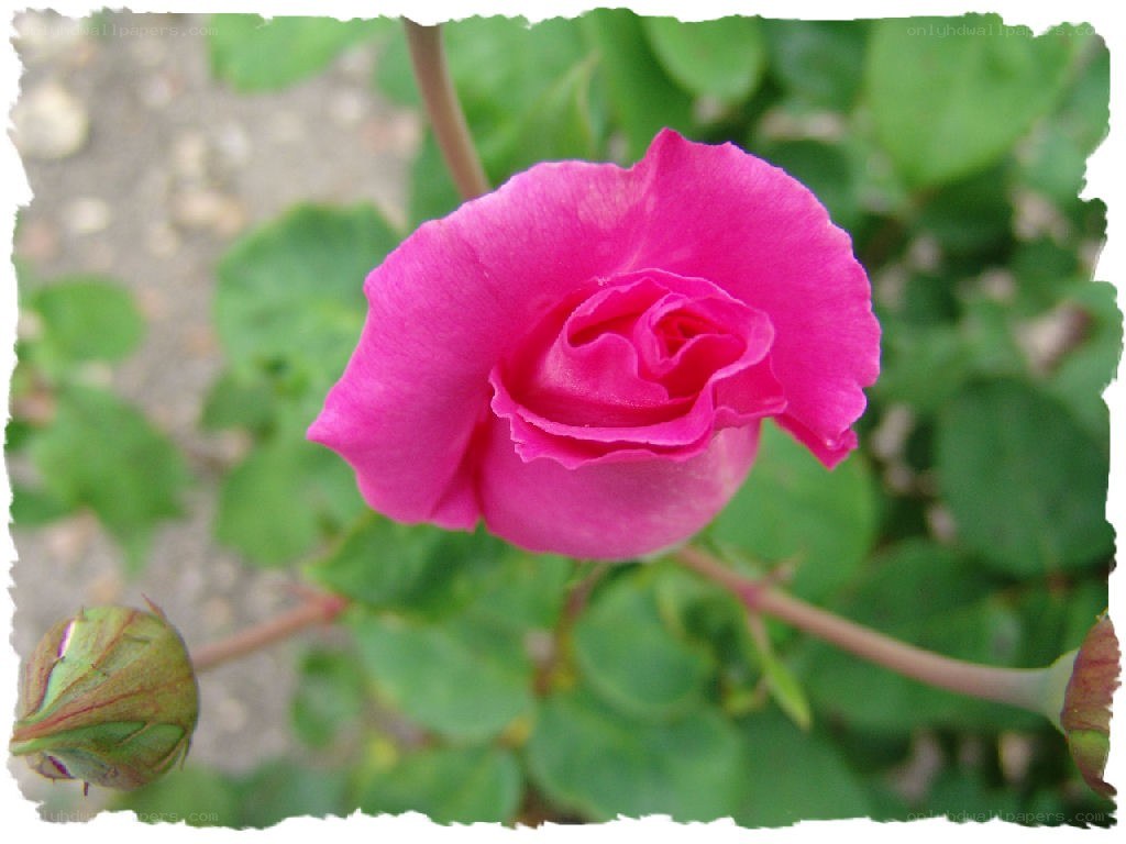 Pink rose in bloom