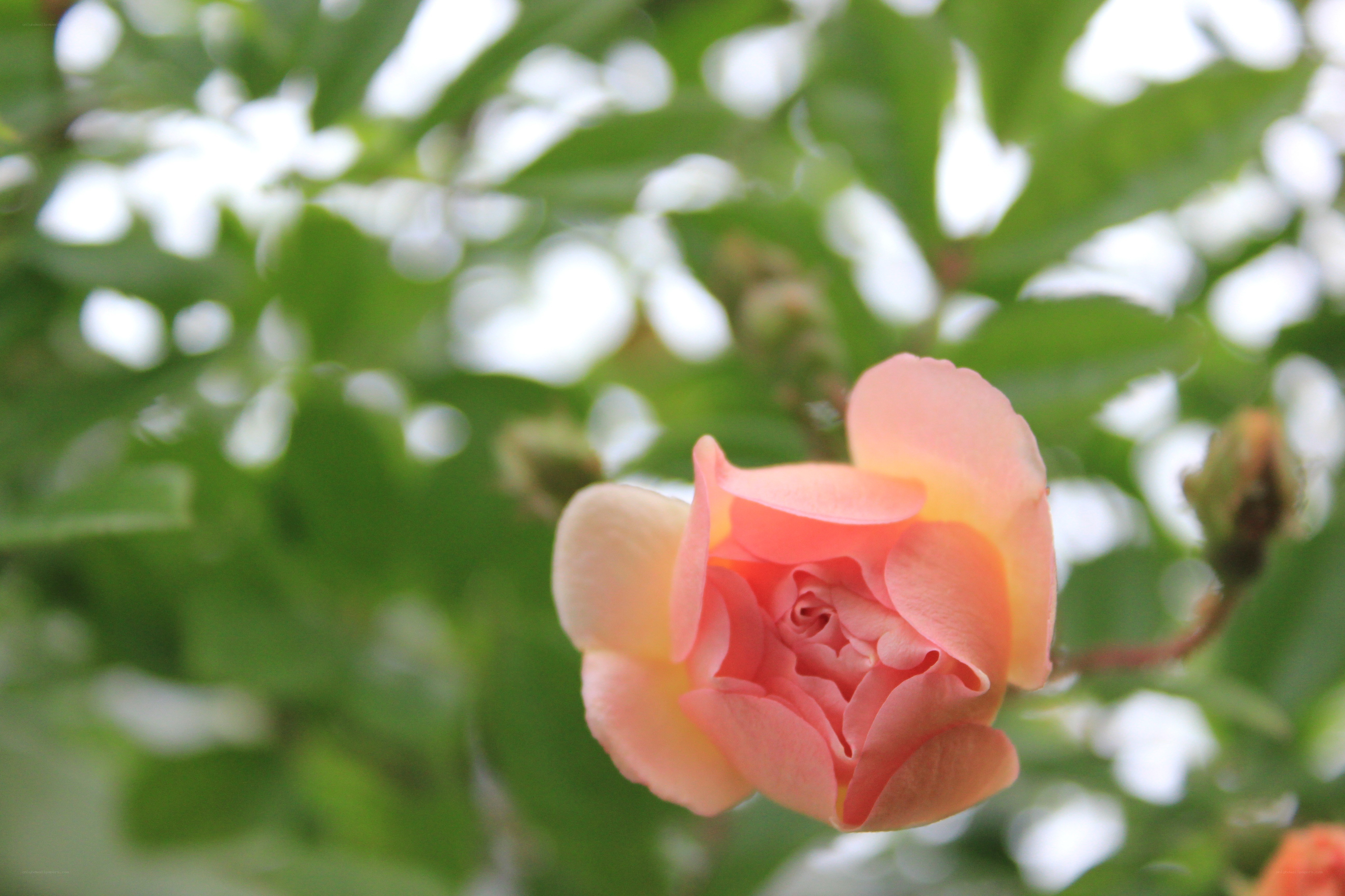 Pink rose in bloom