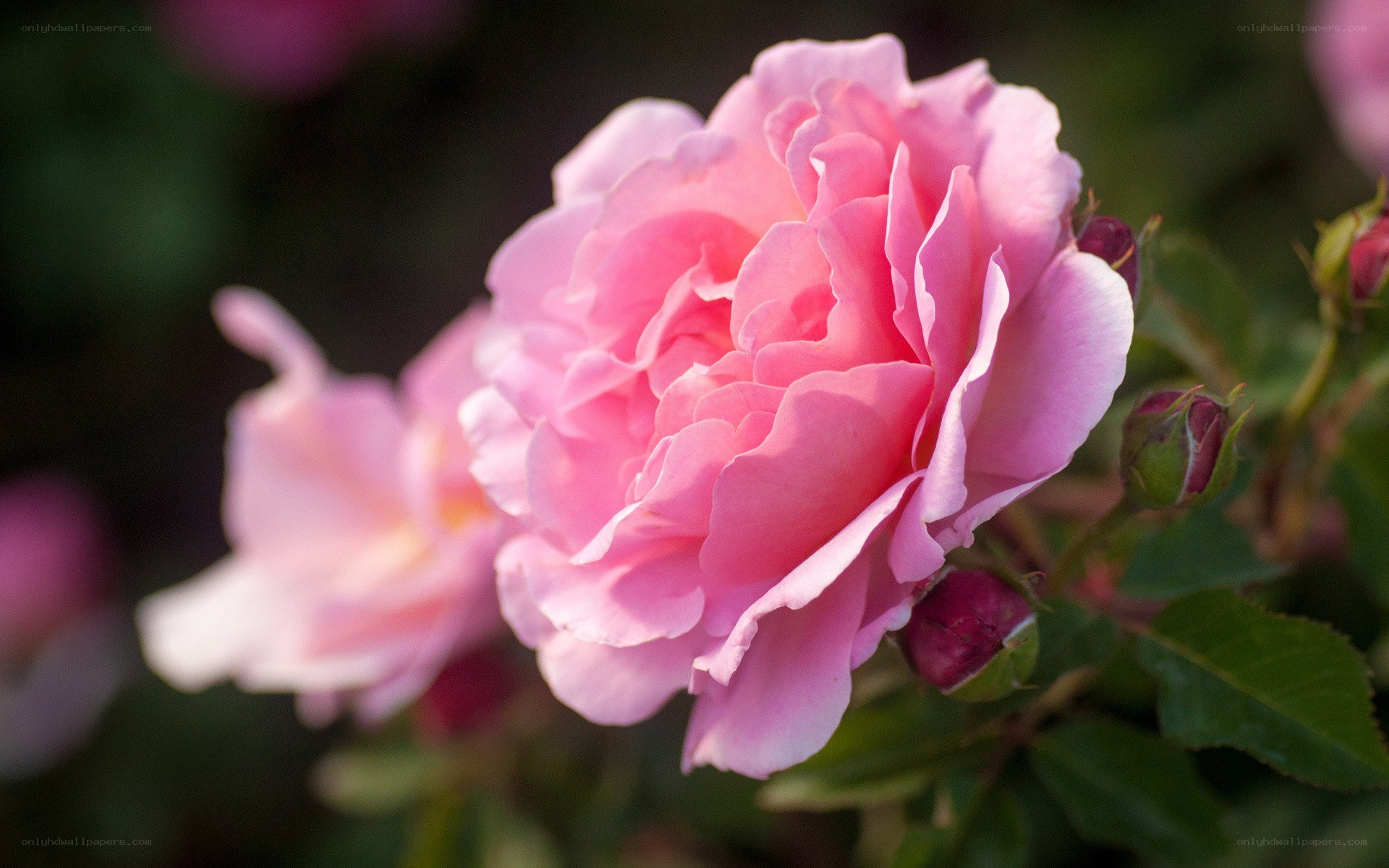 Pink rose in bloom