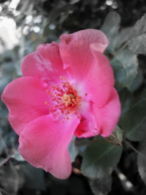 pink rose in bloom