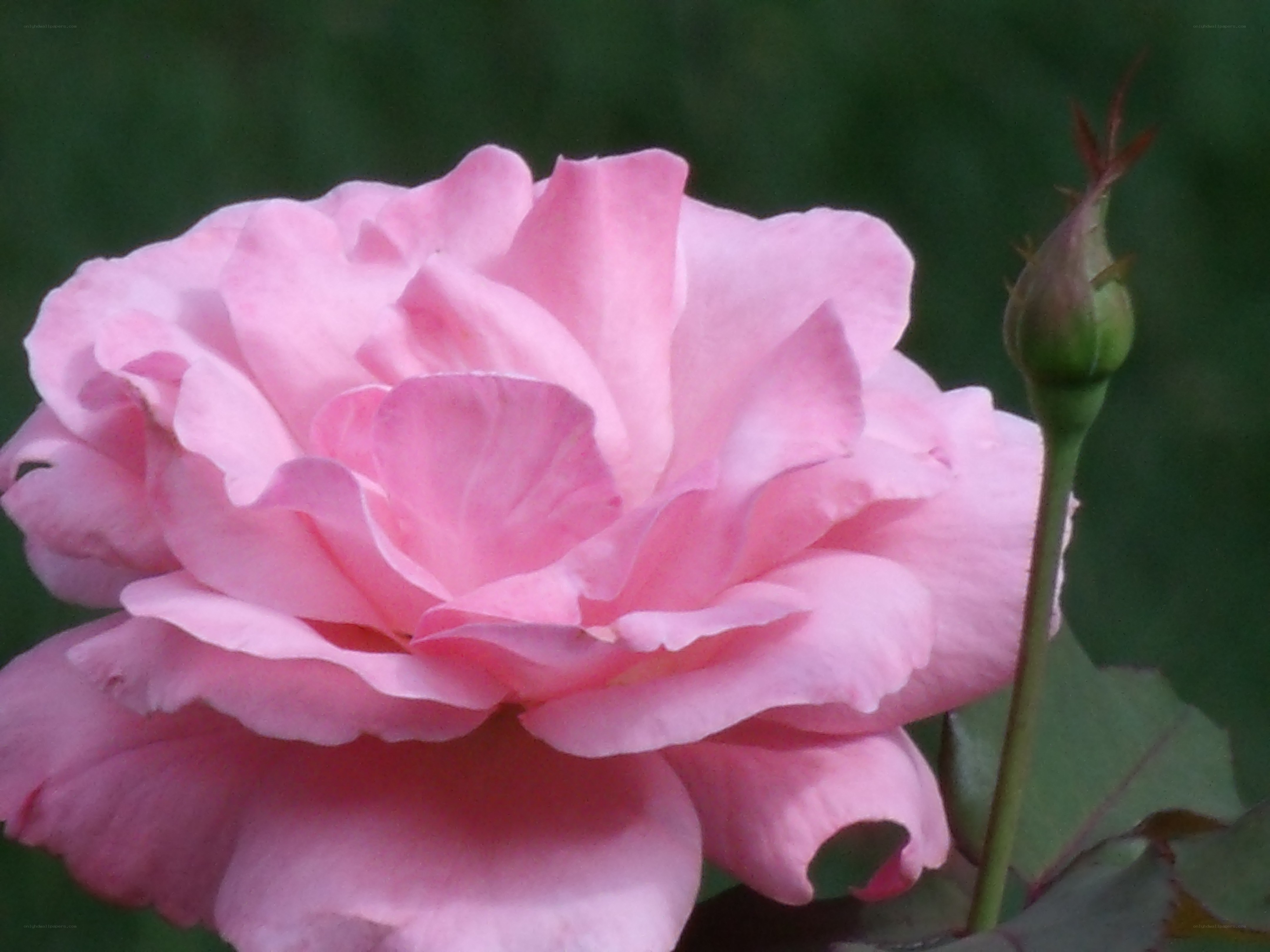 Pink rose in bloom