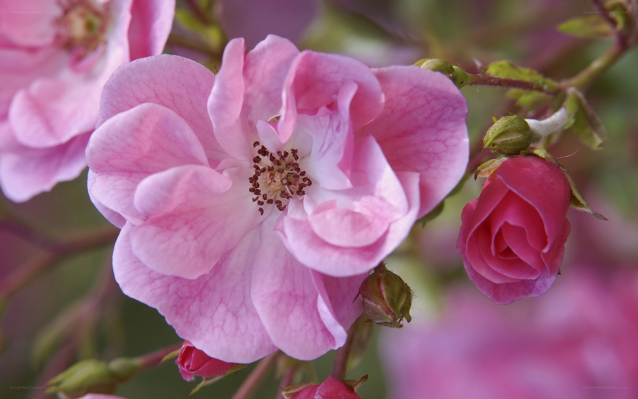 Pink rose in bloom