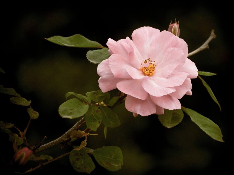Pink rose in bloom