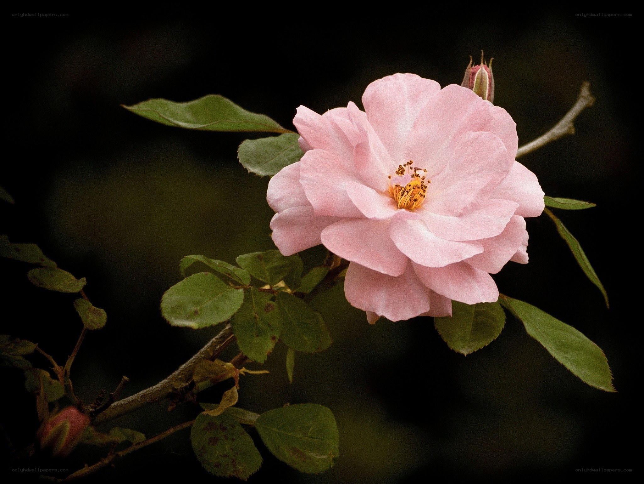 Pink rose in bloom
