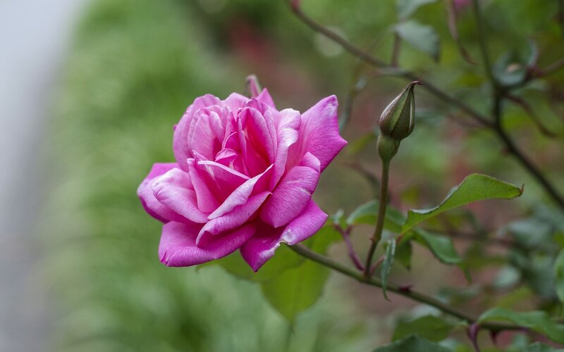 pink rose in bloom