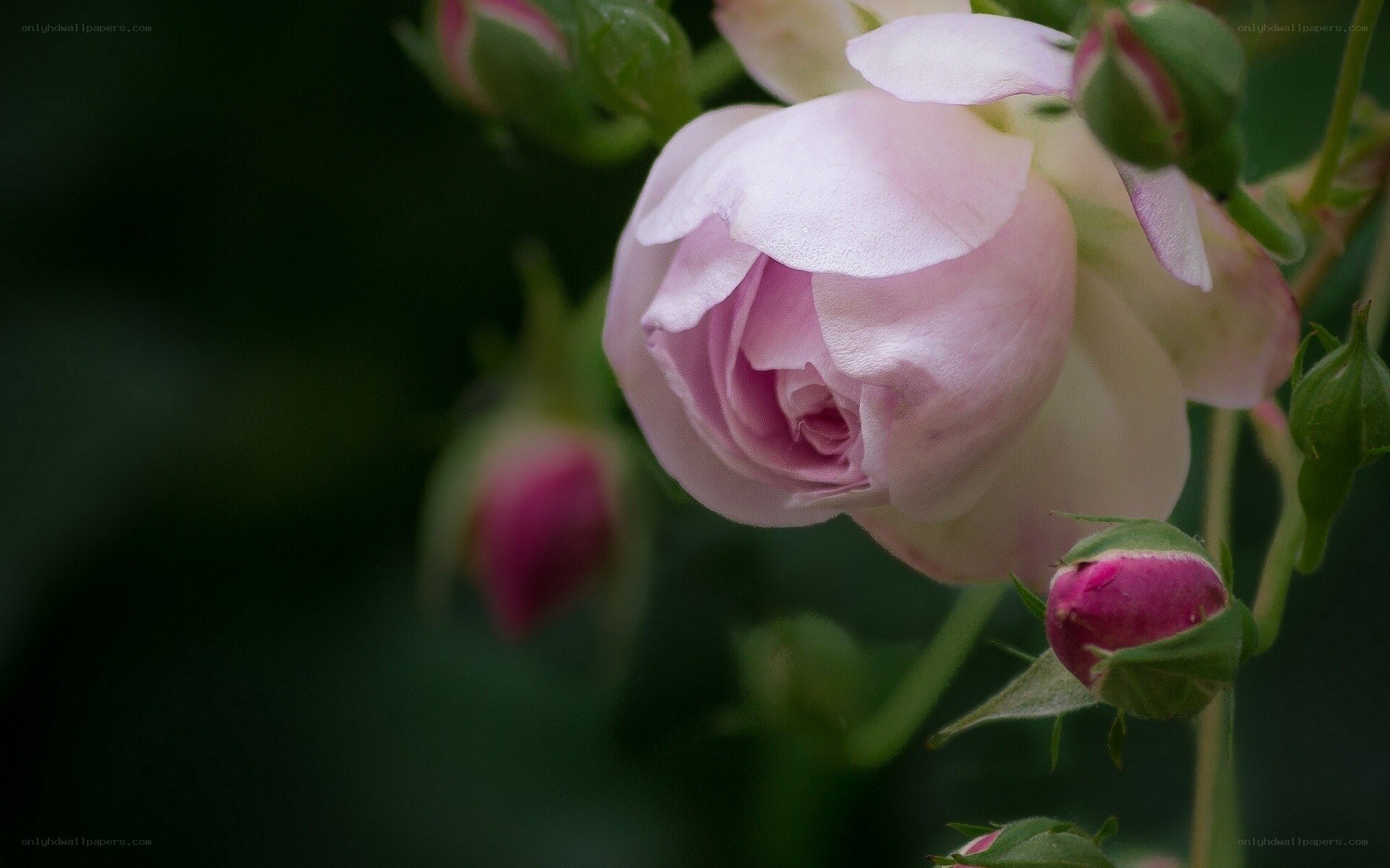 Pink rose in bloom