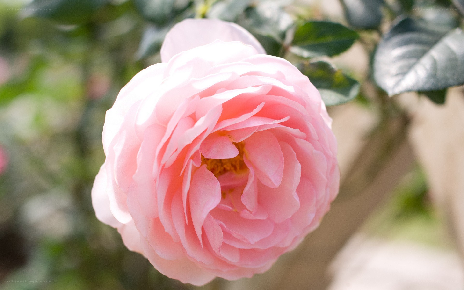 Pink rose in bloom