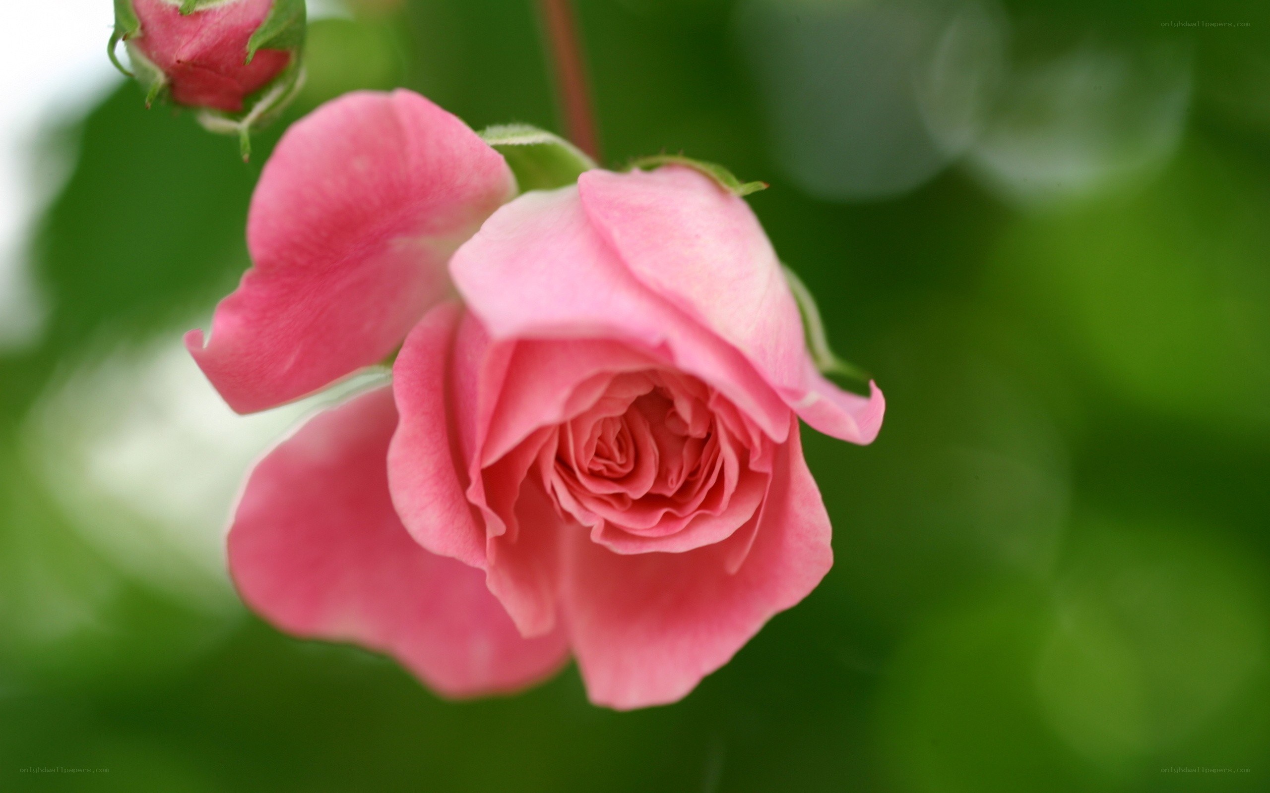 Pink rose in bloom